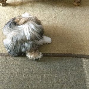 Meet your Posher, Ella